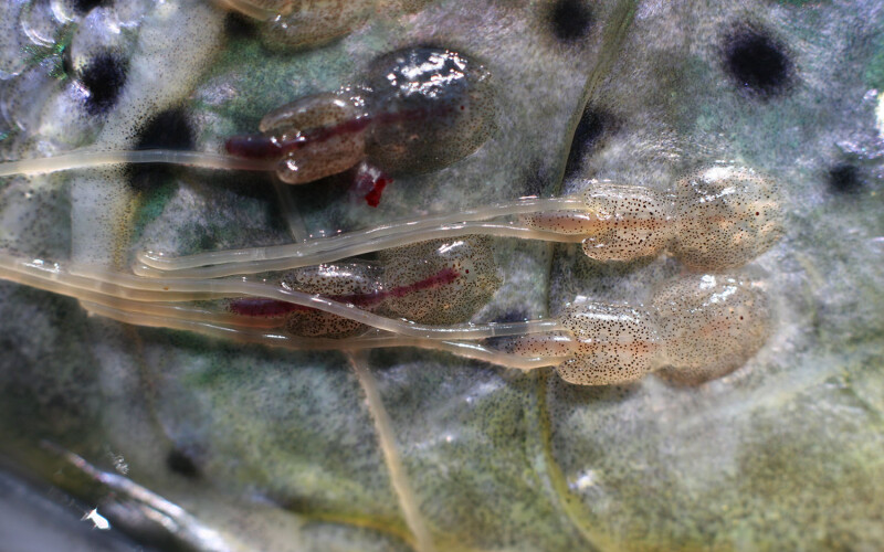Adult female sea lice attached to the head of a salmon.
