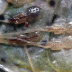 Adult female sea lice attached to the head of a salmon.