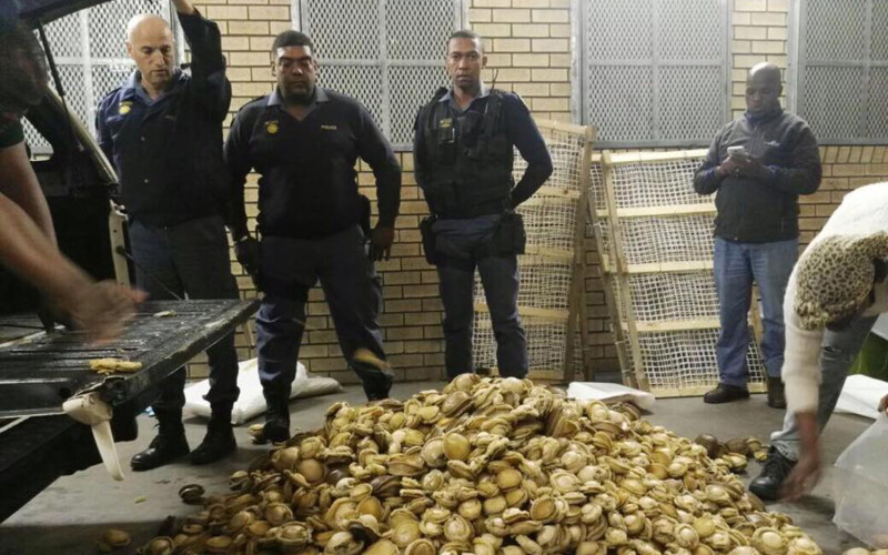 A group of five South African police officers standing over a pile of confiscated abalone