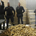A group of five South African police officers standing over a pile of confiscated abalone