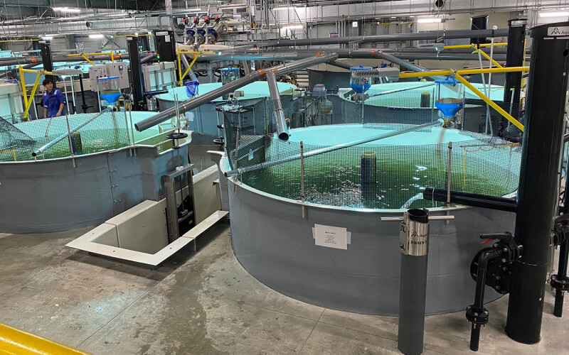 A view of aquaculture tanks in Proximar Seafood's recirculating aquaculture system facility
