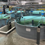 A view of aquaculture tanks in Proximar Seafood's recirculating aquaculture system facility