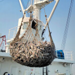 A net full of frozen tuna being transferred from a fishing vessel to a transshipment vessel