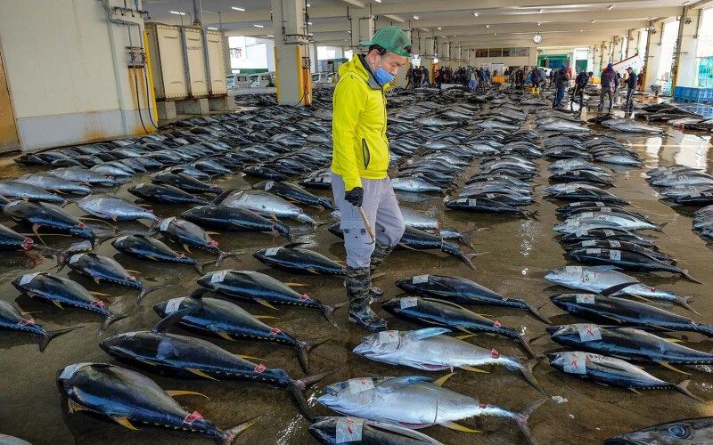 A Japanese man inspecting tuna lying on a concrete floor in a warehouse