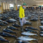 A Japanese man inspecting tuna lying on a concrete floor in a warehouse
