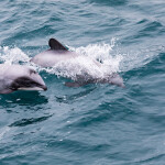 Two Maui (mother and calf) dolphins swimming through a grey blue ocean.