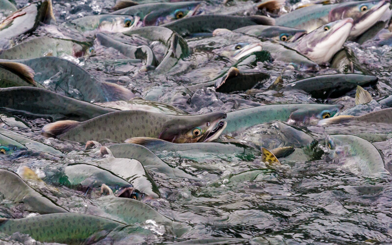 A photo of pink salmon in Alaska
