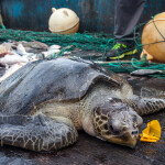 A photo of a sea turtle caught as bycatch.