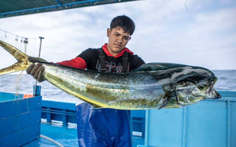 A young Peruvian fisher holding up and looking at a mahi he caught