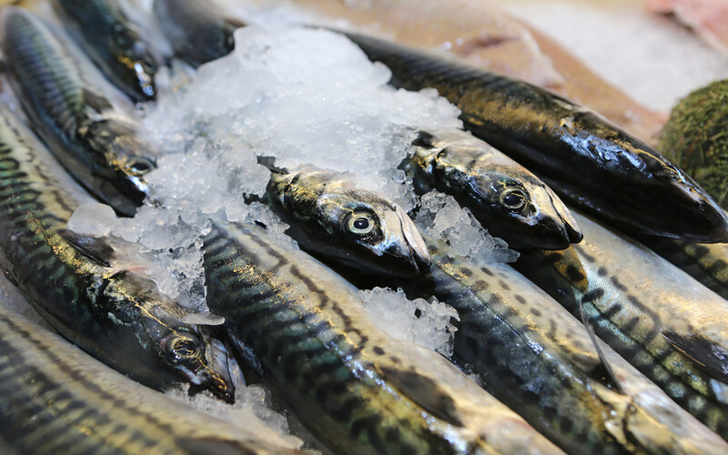 A photo of fresh mackerel on ice