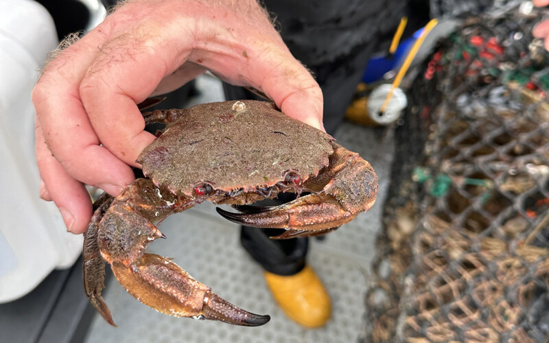 A man holding a brown crab on a boat in Ireland