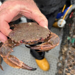 A man holding a brown crab on a boat in Ireland