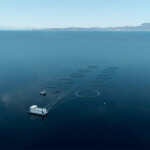 An aerial view of New Zealand King Salmon's salmon net pens in calm ocean waters
