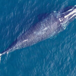 An aerial shot of a right whale in the ocean