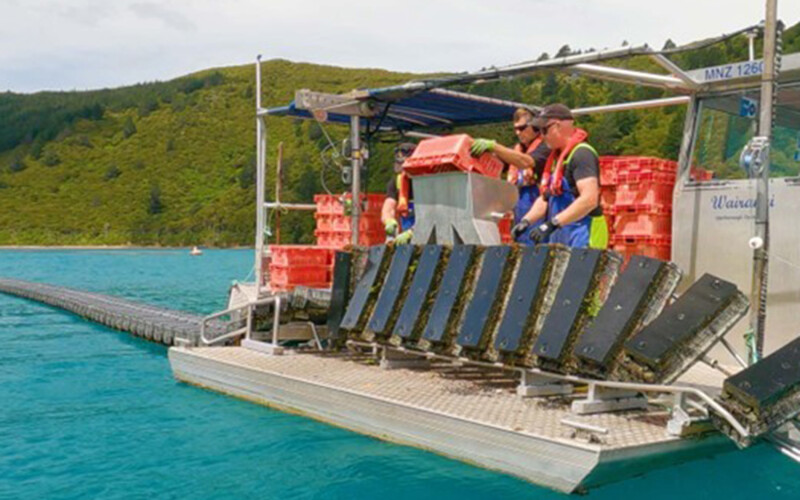 Two white men wearing protective gear stand on a floating platform surrounded by teal water and load orange baskets full of oysters into a "flipper" device.