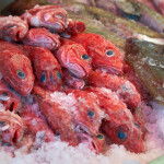 A pile of red Pacific rockfish stacked on top of ice.