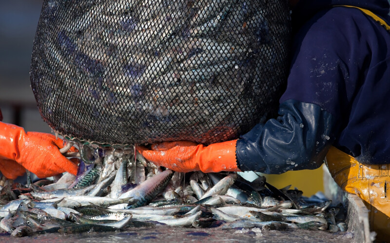 A close-up photo of a fisherman hauling in mackerel, with fish pouring out of the net onto a boat