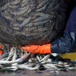 A close-up photo of a fisherman hauling in mackerel, with fish pouring out of the net onto a boat