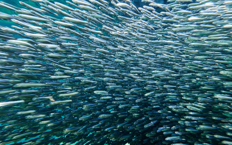 A school of anchovies swimming through the ocean