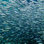 A school of anchovies swimming through the ocean
