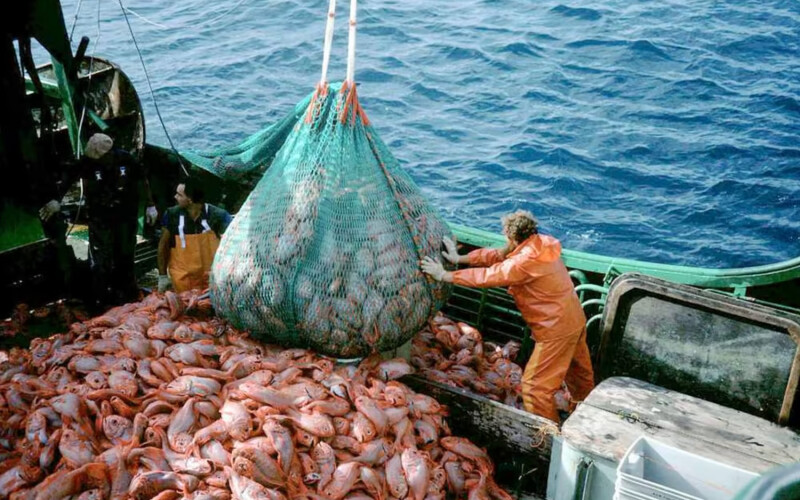 A photo of a fisherman hauling in a large catch of orange roughy