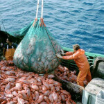 A photo of a fisherman hauling in a large catch of orange roughy