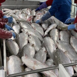 Workers with Proximar seafood pulling in salmon harvested from the company's RAS facility.