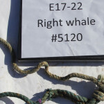 A length of rope next to a binder labeled "E17-22 Right whale #5120"