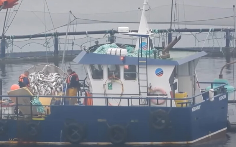 A photo of Scottish Sea Farms employees removing dead fish from a net pen