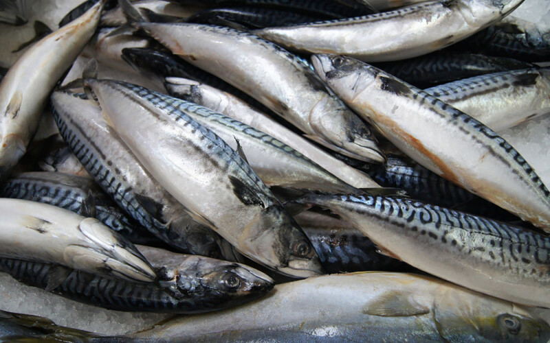 A photo of a pile of fresh mackerel