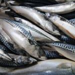 A photo of a pile of fresh mackerel