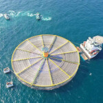 A rendering of an aerial photo of what Pan Ocean's offshore aquaculture technology would look like
