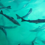 Salmon swimming in blue water inside Atlantic Sapphire's salmon facility