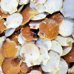 A pile of live scallops pulled up by a survey research vessel