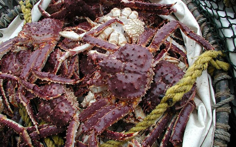 A pile of red king crab in a net