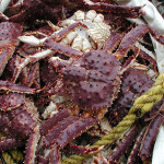 A pile of red king crab in a net
