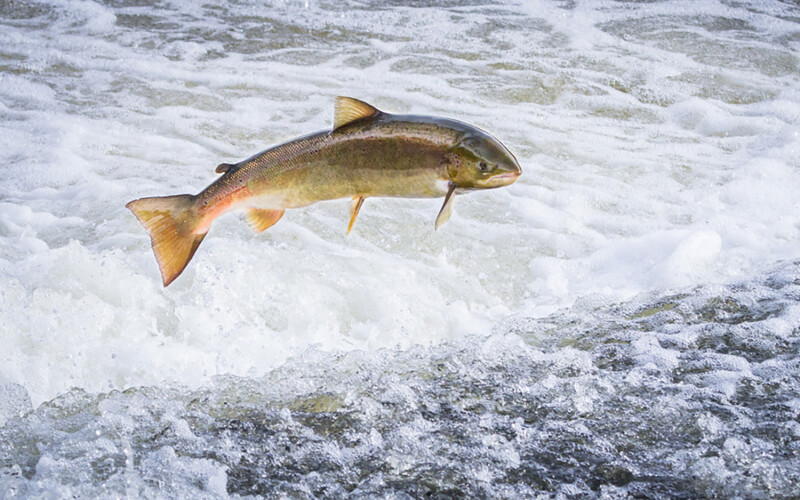 A salmon jumping out of a river in Shropshire County, England