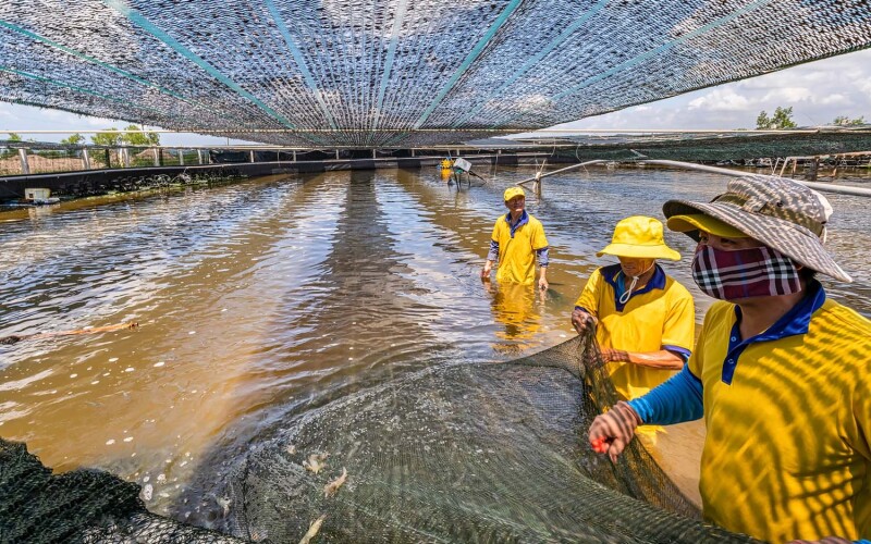 Workers harvesting shrimp at a farm in Loc An, Ba Ria Vung Tau, Vietnam