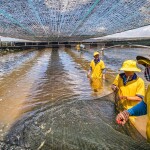 Workers harvesting shrimp at a farm in Loc An, Ba Ria Vung Tau, Vietnam
