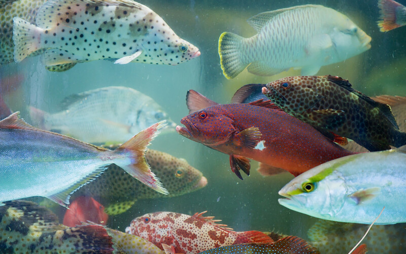 Tropical fish for sale at a wet market in Hong Kong