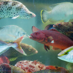 Tropical fish for sale at a wet market in Hong Kong