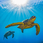 A photo of sea turtles in the ocean.