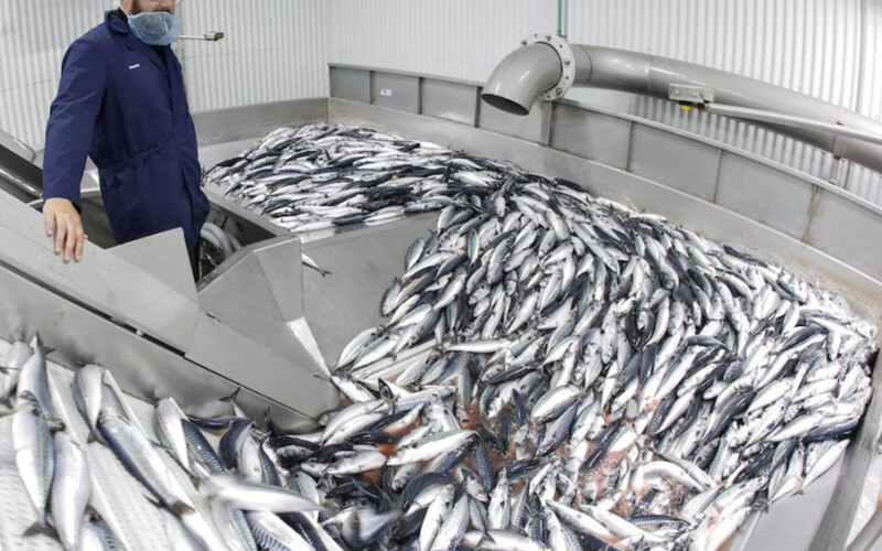 A VSV employee sorting mackerel
