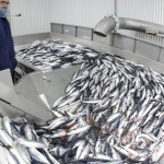 A VSV employee sorting mackerel
