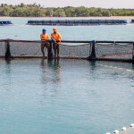 A circular aquaculture net pen in blue tropical water, with two men pulling in a net to harvest fish