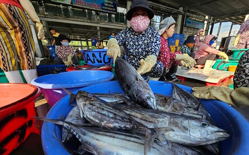 A photo of a woman in a Vietnamese fish market preparing skipjack tuna