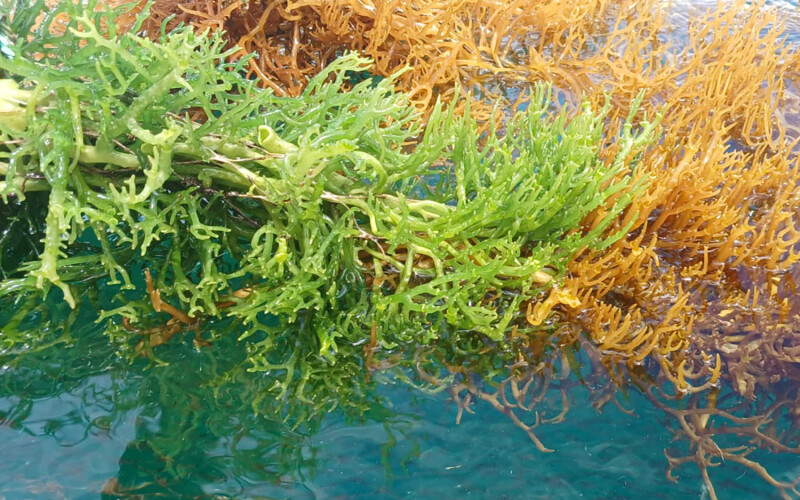 A photo of green and orange farmed algae at a farm in Chile