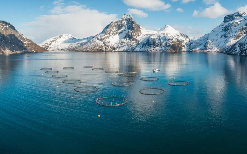 An aerial photo of a SalMar salmon farm