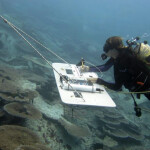 A diver conducts towboard surveys at Midway Atoll