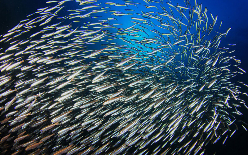 A photo of anchovies swimming in a school in the ocean
